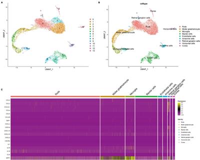 Frontiers | Single-cell Sequencing Reveals An Important Role Of SPP1 ...